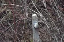 DSCF1250.webp