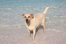 ImageUploadedByTreasureNet.com1460289895.272491.webp