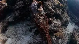 210791-wreck.webp