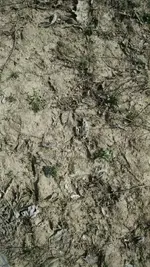 1461549562637.webp
