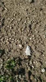 1461549818977.webp
