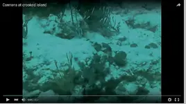 Video-cannons3.webp