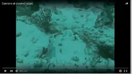 Video-cannons4.webp