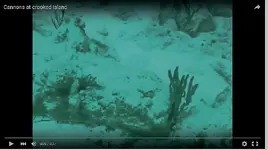 Video-cannons6.webp
