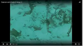 Video-cannonsII2.webp