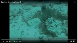 Video-cannonsII5.webp