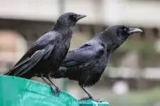 crows.webp