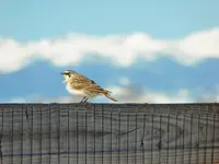 odd bird.webp