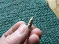 DSCF1131.webp