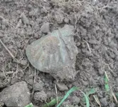 100_4064.webp