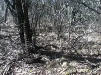 IMG_2258[1].webp