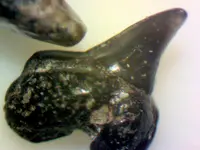 smallest shark tooth with needle.webp smallest shark tooth with needle.webp