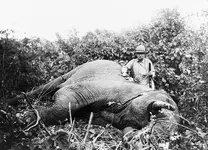 Roosevelt_safari_elephant.webp