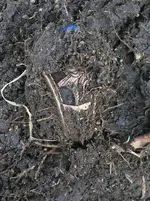 ring in dirt side.webp