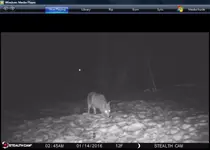 coyote.webp coyote.webp