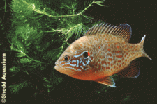 Shedd_PumpkinseedFish.gif