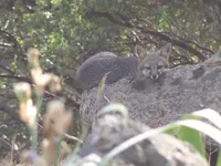 fox 1.webp