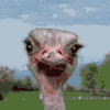 1132397495111.gif