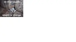 catschange.webp