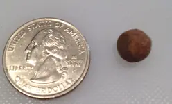 musketball1.webp