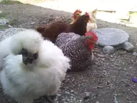 0613101557e.webp