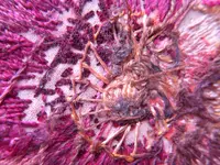 cloth 018.webp cloth 018.webp