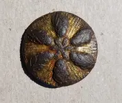 20160402 Flower Button obv.webp