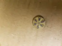 20160402 Flower Button uncleaned.webp