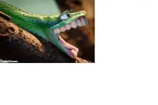 Snake Teeth.webp