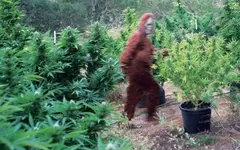 Bigfoot-TexasMarijuanaGrowSite.webp