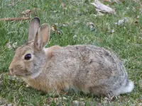 bunny 031416.webp