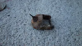 DSC00215.webp