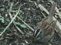 WhiteThroatedSparrow-2016-04-26-Img_0804SSS.webp