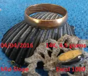 DocBeav 2016 Gold Ring #4.webp