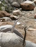 Rattlesnake 020.webp