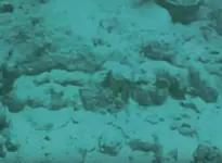 Video-cannons1A.webp