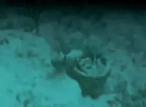 Video-cannons1C.webp