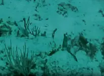 Video-cannons02.webp