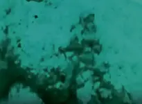 Video-cannons7C.webp