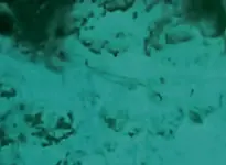 Video-cannons8B.webp