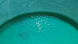 Gbone gold_041916.webp