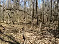old town park woods.webp old town park woods.webp