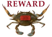 crab-reward-62b763ec5b36bd40.jpg