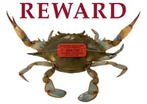 crab-reward-62b763ec5b36bd40.webp