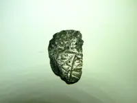 seahorse_ag_1.webp