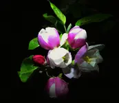 apple blossem color.webp