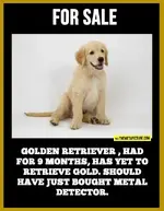 golden retriever.webp