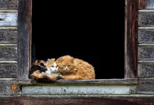 two cats ronwoodcraft.webp