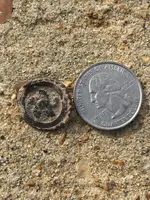 Flower button.webp