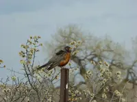 robin 042016.webp